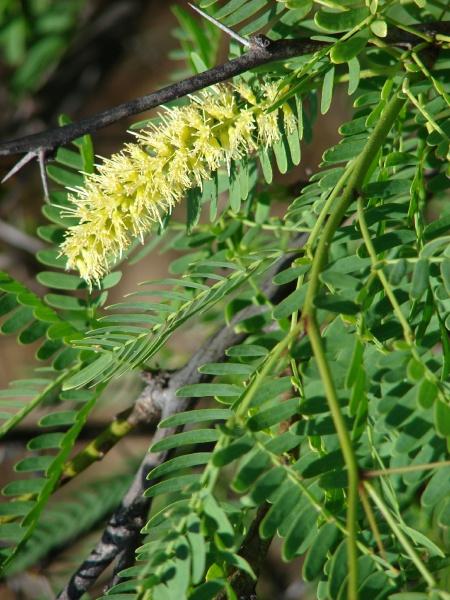 Mesquite (Prosopis juliflora), flowers and leaves, Hawaii