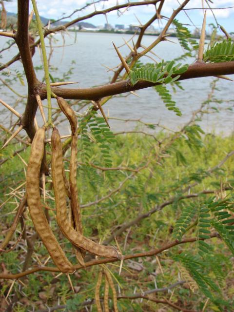 Mesquite (Prosopis juliflora), pods, thorns and leaves, Hawaii