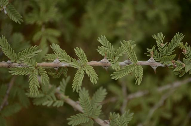 Prosopis (Prosopis cineraria) thorny twig and leaves