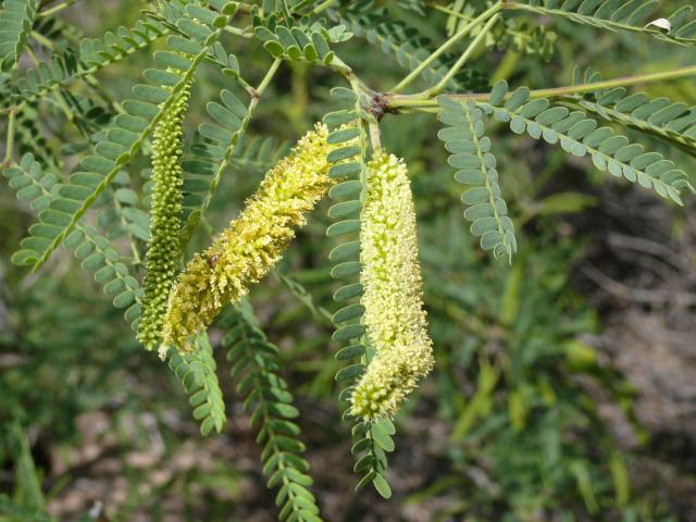 Velvet mesquite (Prosopis velutina) catkins and leaves