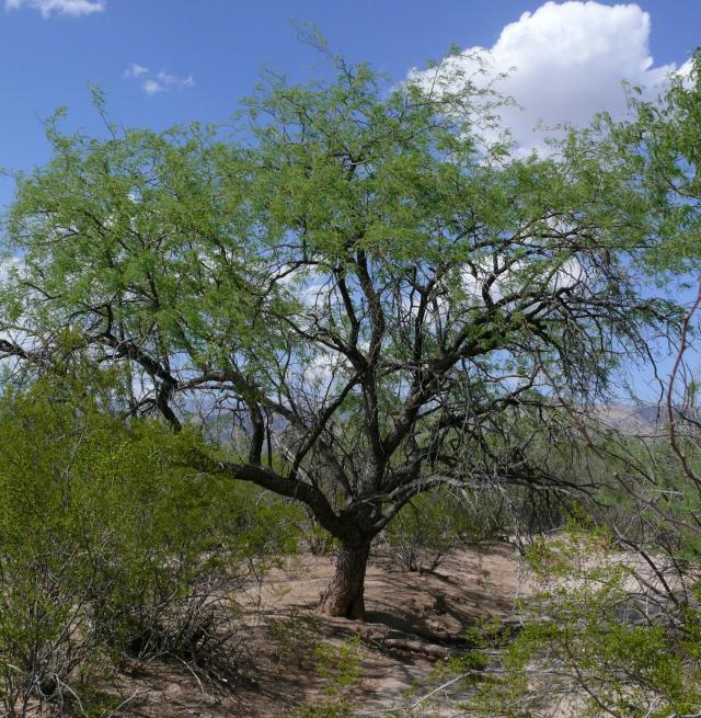 Velvet mesquite (Prosopis velutina) habit