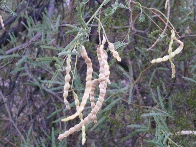 Velvet mesquite (Prosopis velutina) pods