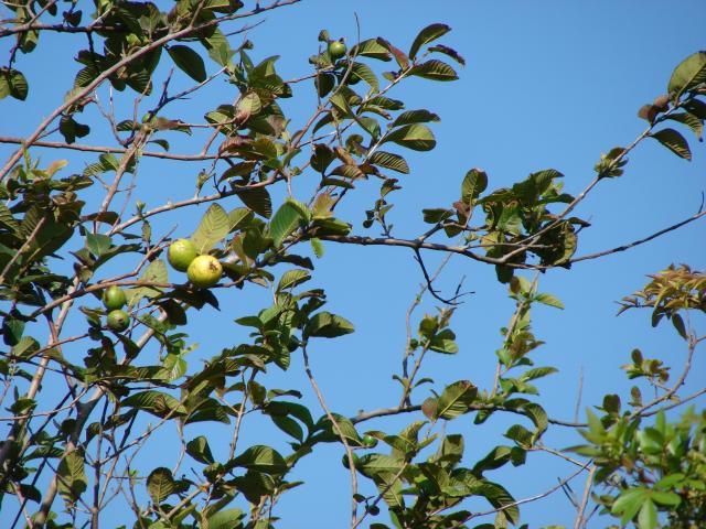 Guava (Psidium guajava) habit, Maui, Haiku, Hawaii