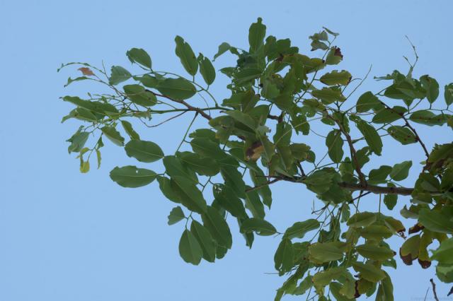 Barwood (Pterocarpus erinaceus) foliage