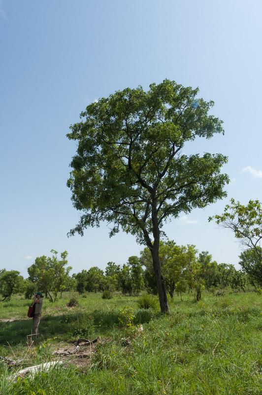 Barwood (Pterocarpus erinaceaus) tree, habit