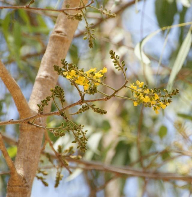Barwood (Pterocarpus erinaceus) inflorescence