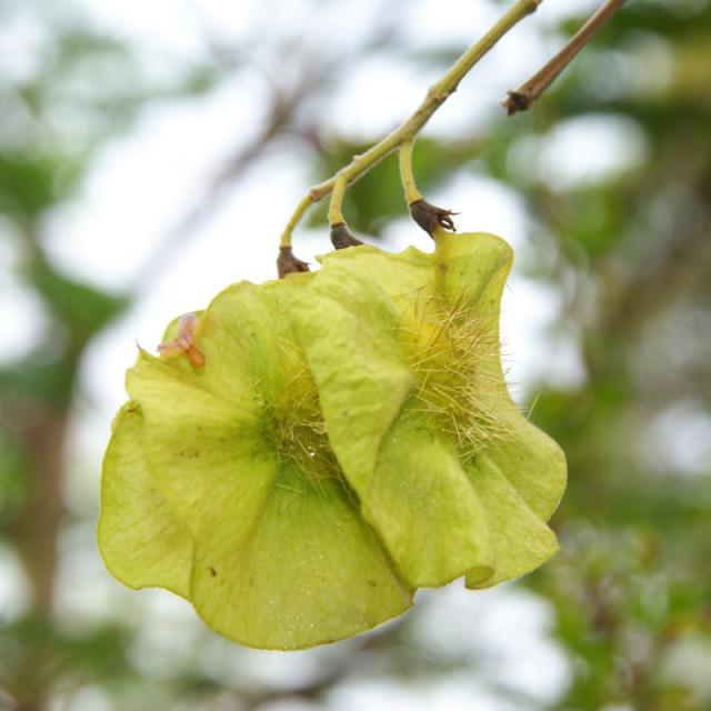 Barwood (Pterocarpus erinaceus) pods