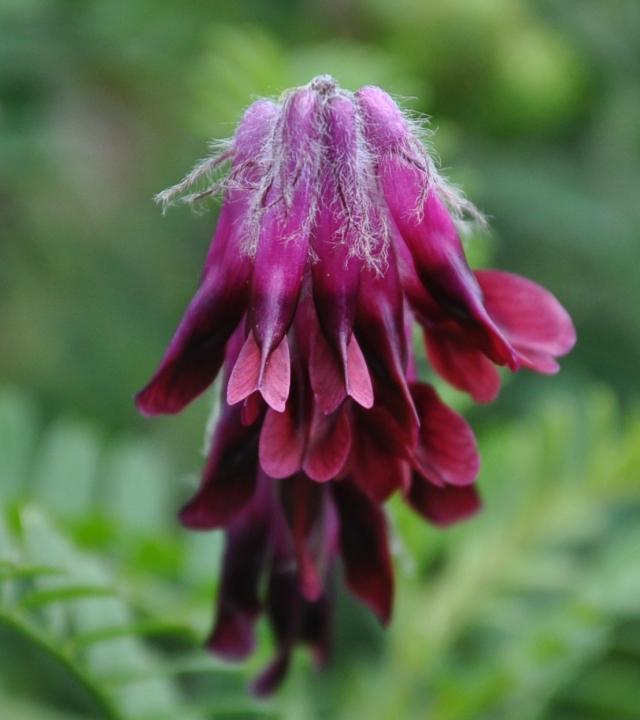 Purple vetch (Vicia benghalensis), flower