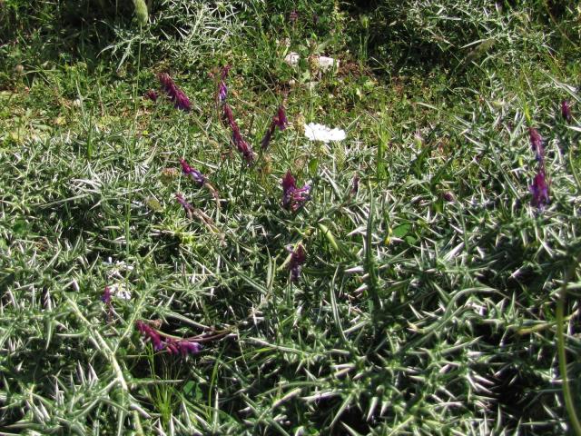 Purple vetch (Vicia benghalensis), habit