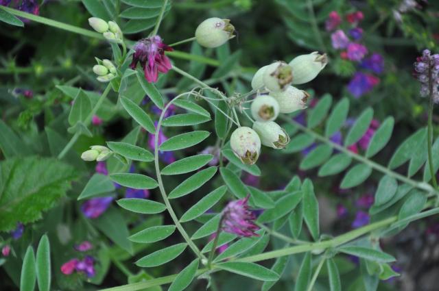 Purple vetch (Vicia benghalensis), habit, Spain