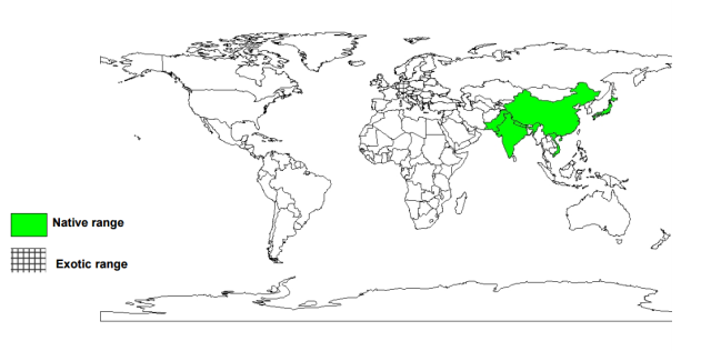 Blue Japanese oak (Quercus glauca), worldwide distribution