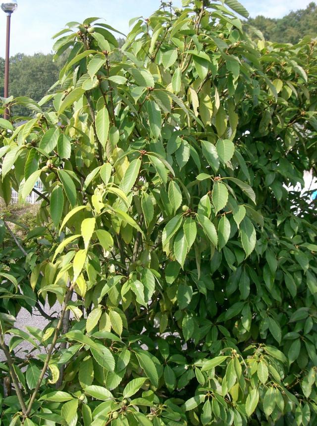 Blue Japanese oak (Quercus glauca), foliage, Osaka-fu, Japan