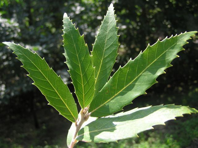 Banj oak (Quercus leucotrichophora), leaves, upper side, Spain