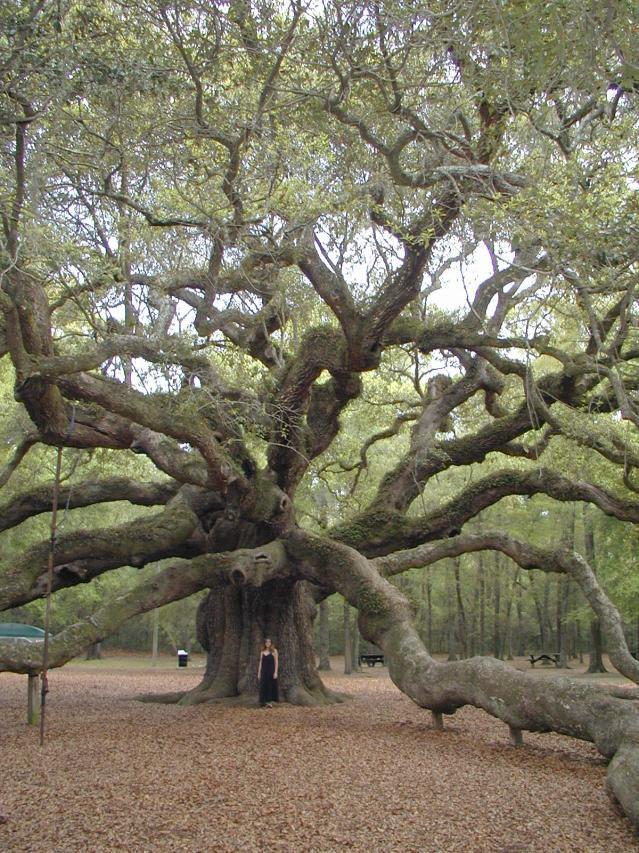 Angel Oak, Johns Island, South Carolina