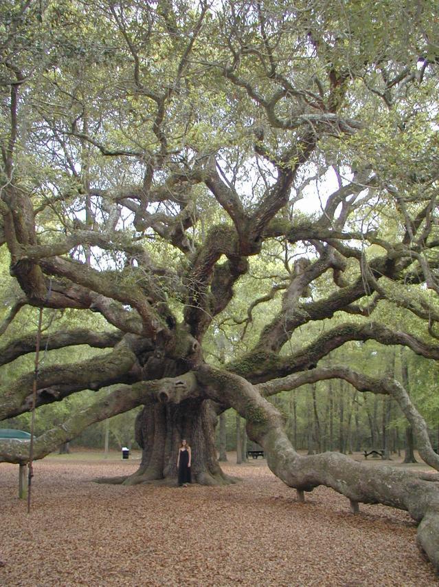 Angel Oak, Johns Island, South Carolina