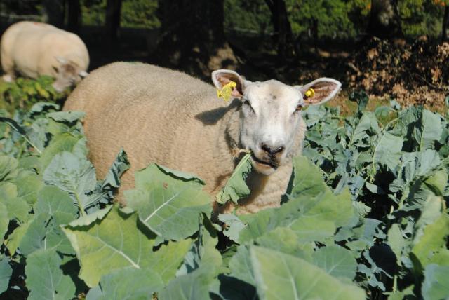 Sheep grazing rape forage