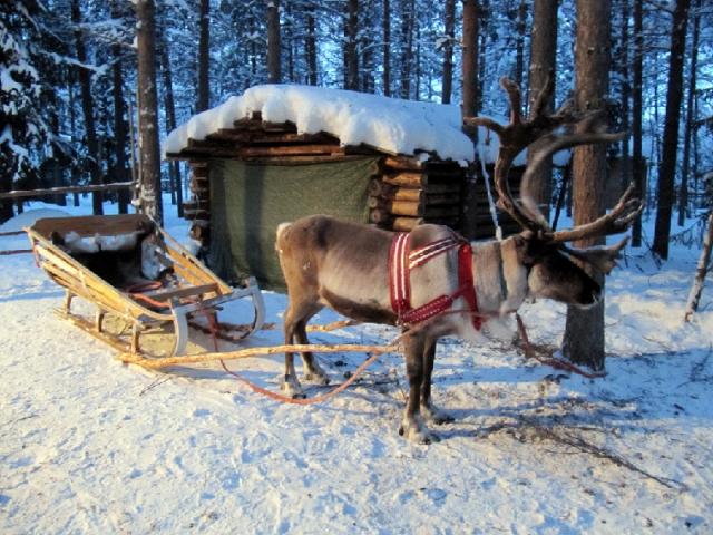 Feedipedia wishes you a Merry Christmas and a Happy New Year - Reindeer sleigh ride, Kuusamo, Lapland