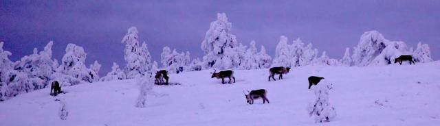 Reindeers, Finland