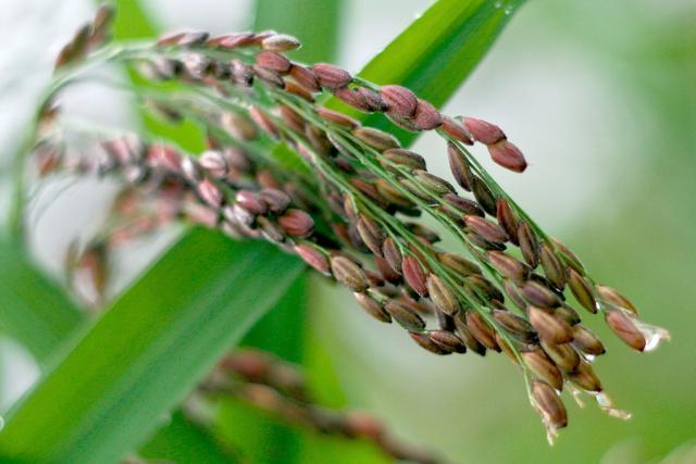 Rice panicles