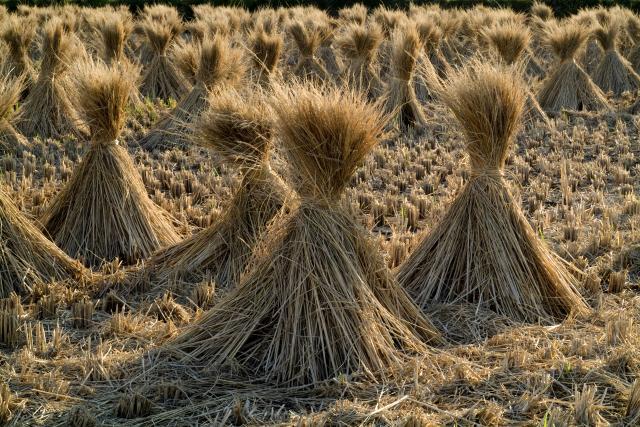 Rice straw on a field, Japan