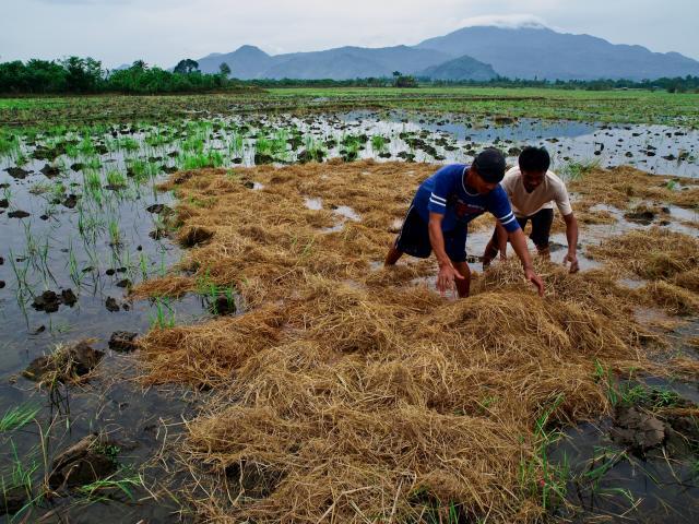 Rice straw incorporated in the field as a source of organic material, Philippines