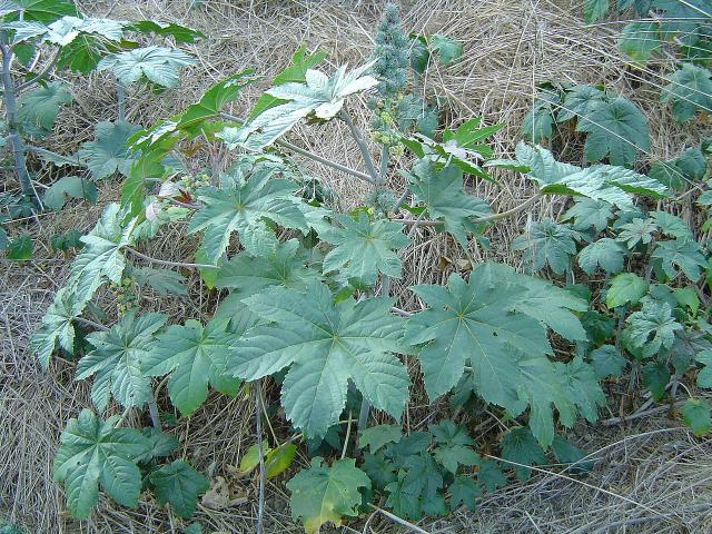 Castor (Ricinus communis) habit