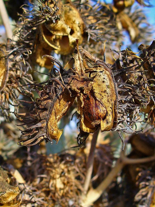 Castor (Ricinus communis) hulls and seeds