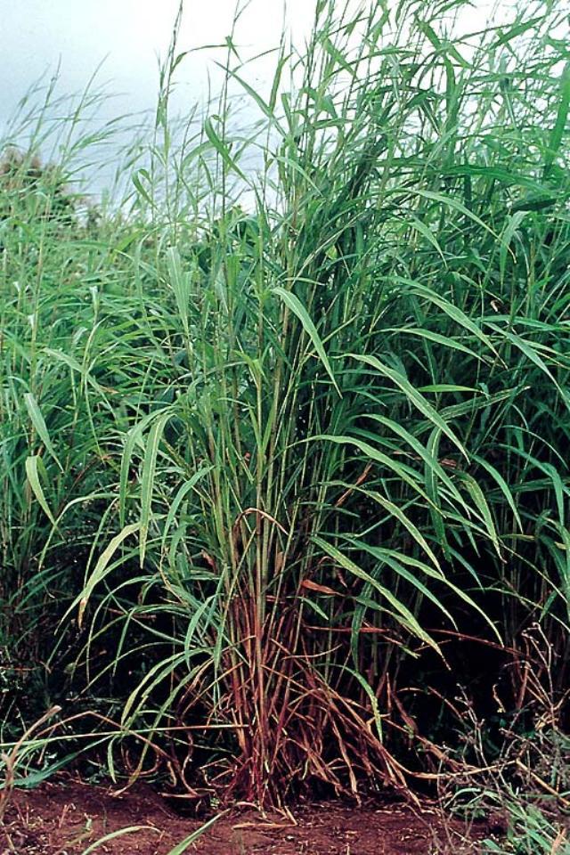 Itchgrass