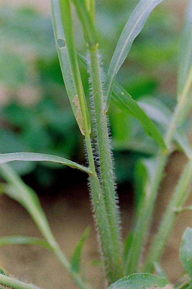 Itchgrass stems