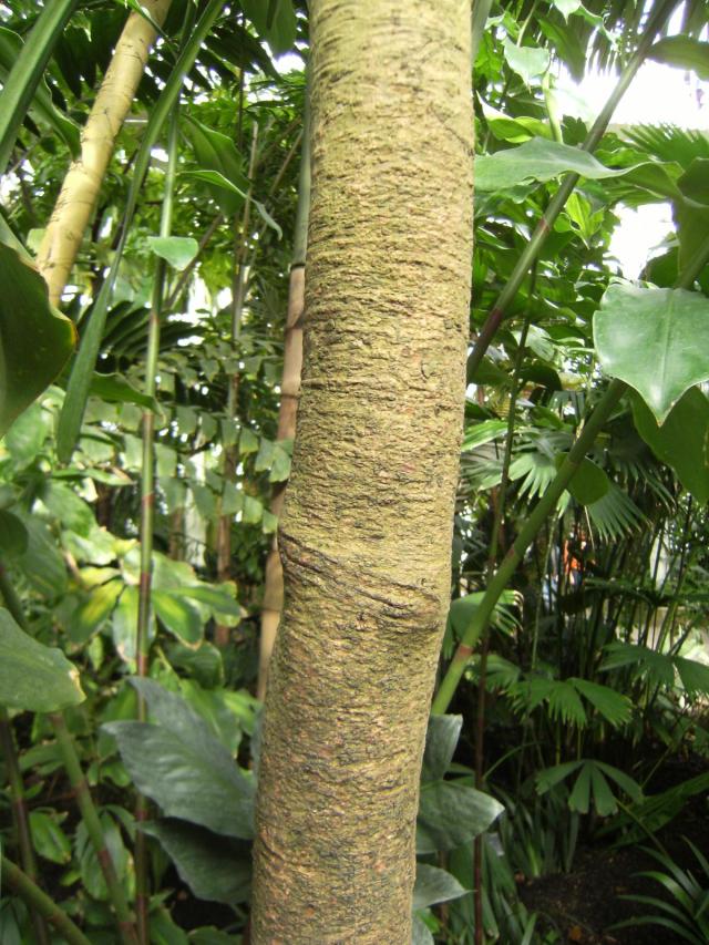 Rubber (Hevea brasiliensis), trunk, Kew Gardens, London