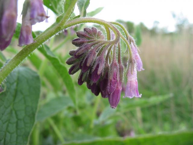 Russian comfrey (Symphytum × uplandicum), flowers and hairy stems