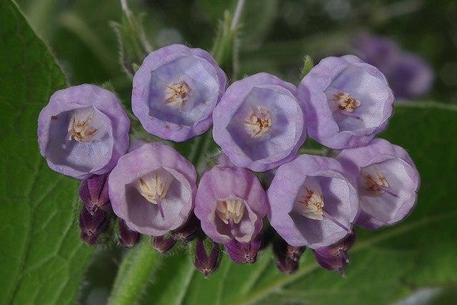 Russian comfrey (Symphytum × uplandicum), flowers