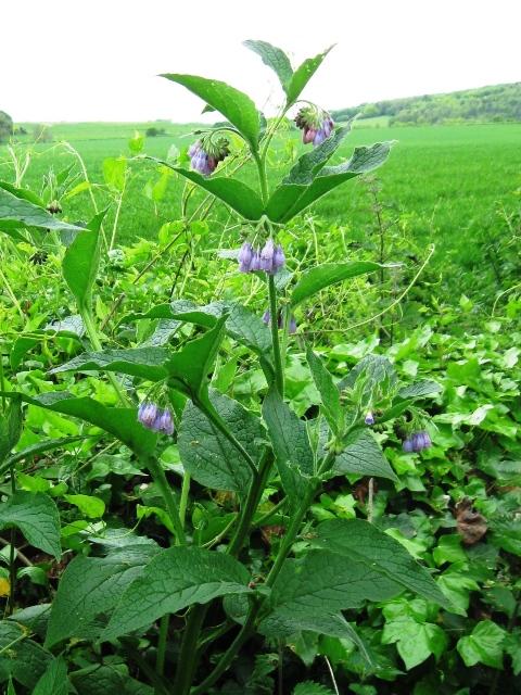 Russian comfrey (Symphytum × uplandicum), habit