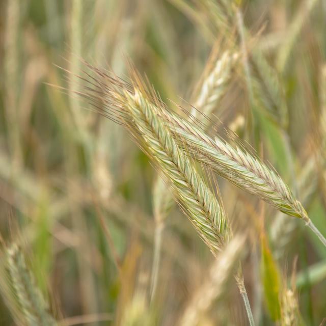 Rye heads (Secale cereale)