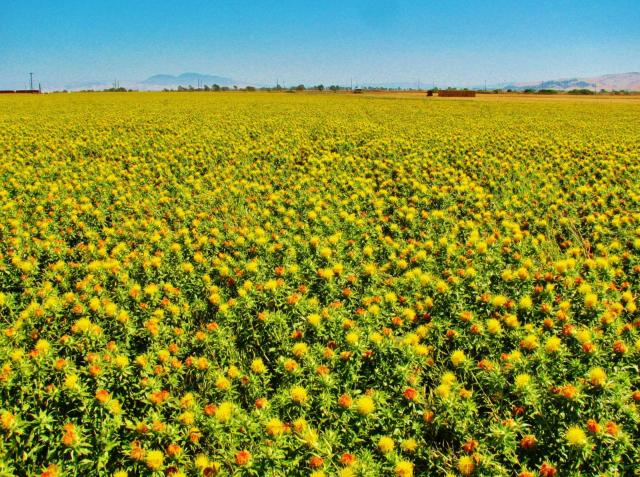 Safflower (Carthamus tinctorius) field