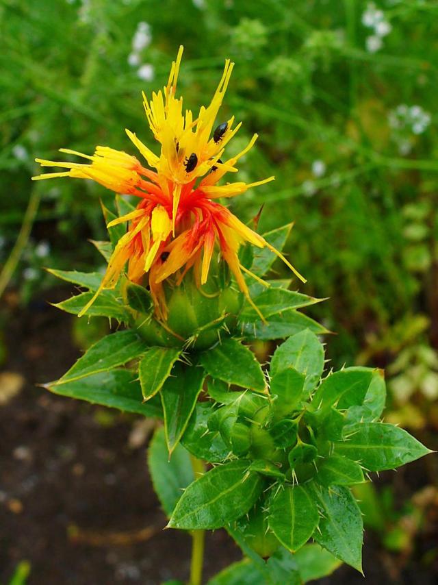 Safflower (Carthamus tinctorius), flower and leaves