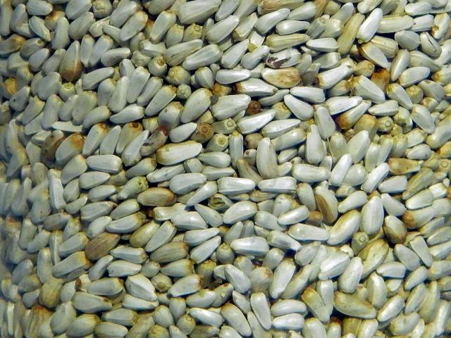 Safflower (Carthamus tinctorius) seeds