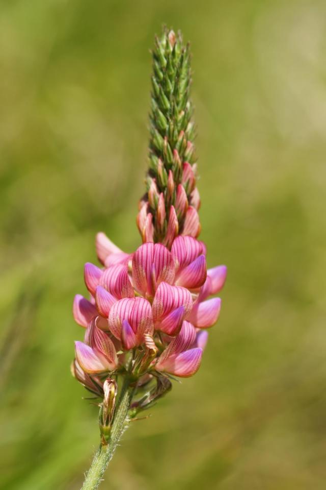Sainfoin (Onobrychis viciifolia), flower spike
