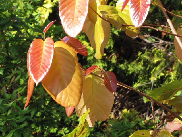 Sal (Shorea robusta) leaves