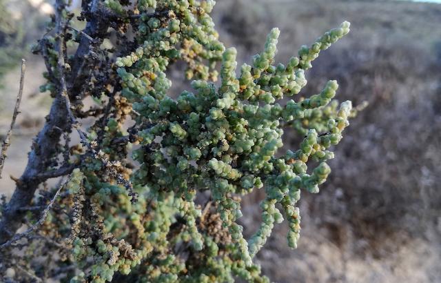 Salsola aphylla foliage