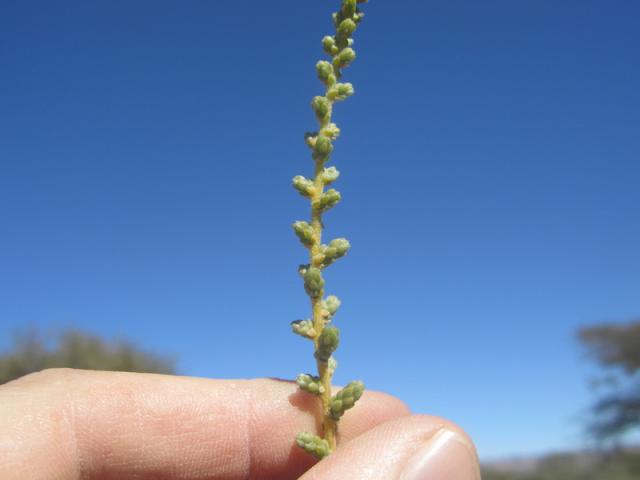 Ganna bush (Salsola aphylla) leaves