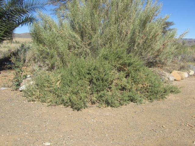 Lyebush (Salsola aphylla), habit
