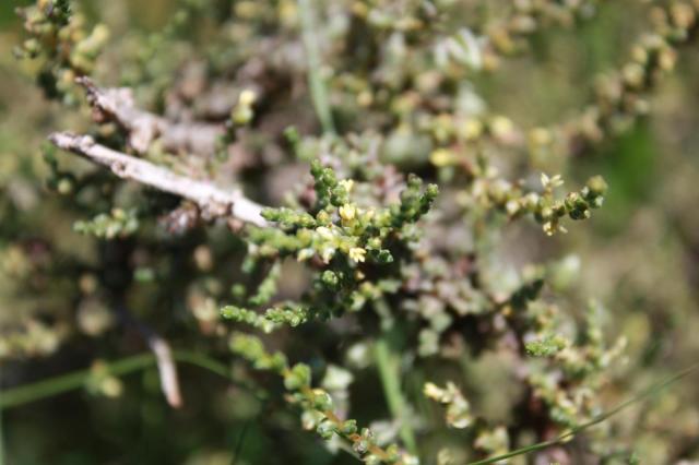 Salsola (Salsola glabrescens) habit