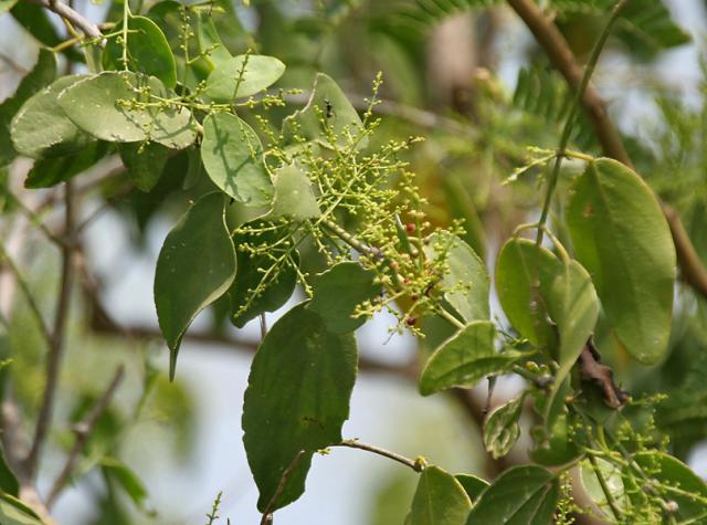 Saltbush (Salvadora persica), leaves and flowers