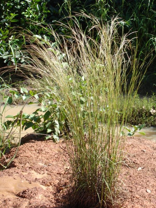 Crimson bluestem (Schizachyrium sanguineum) habit