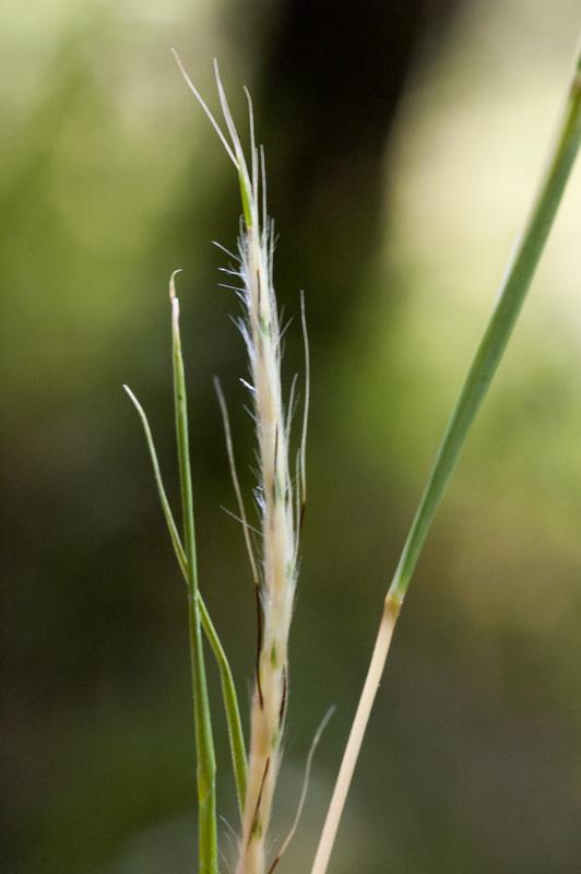 Crimson bluestem (Schizachyrium sanguineum) inflorescence