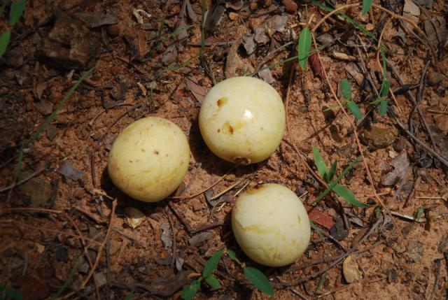 Marula (Sclerocarya birrea) fruits