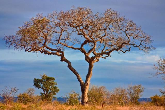 Marula (Sclerocarya birrea) tree 