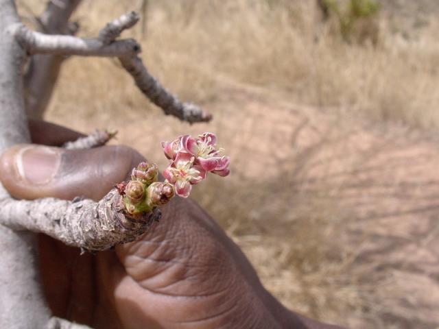 Marula (Sclerocarya birrea) flowers