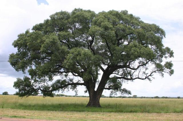 Marula (Sclerocarya birrea) tree
